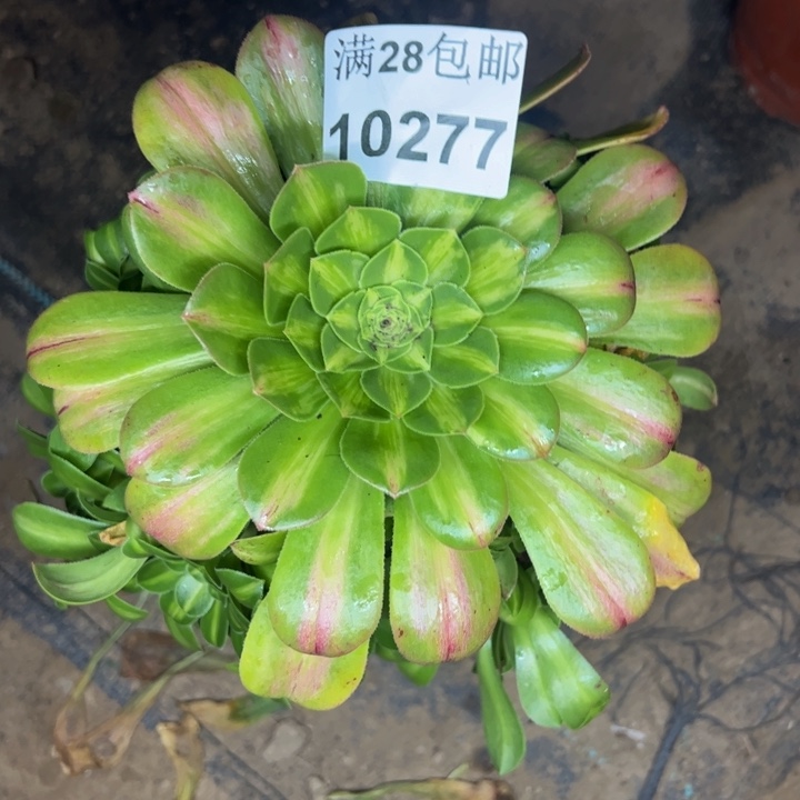 10277南琉璃多肉植物