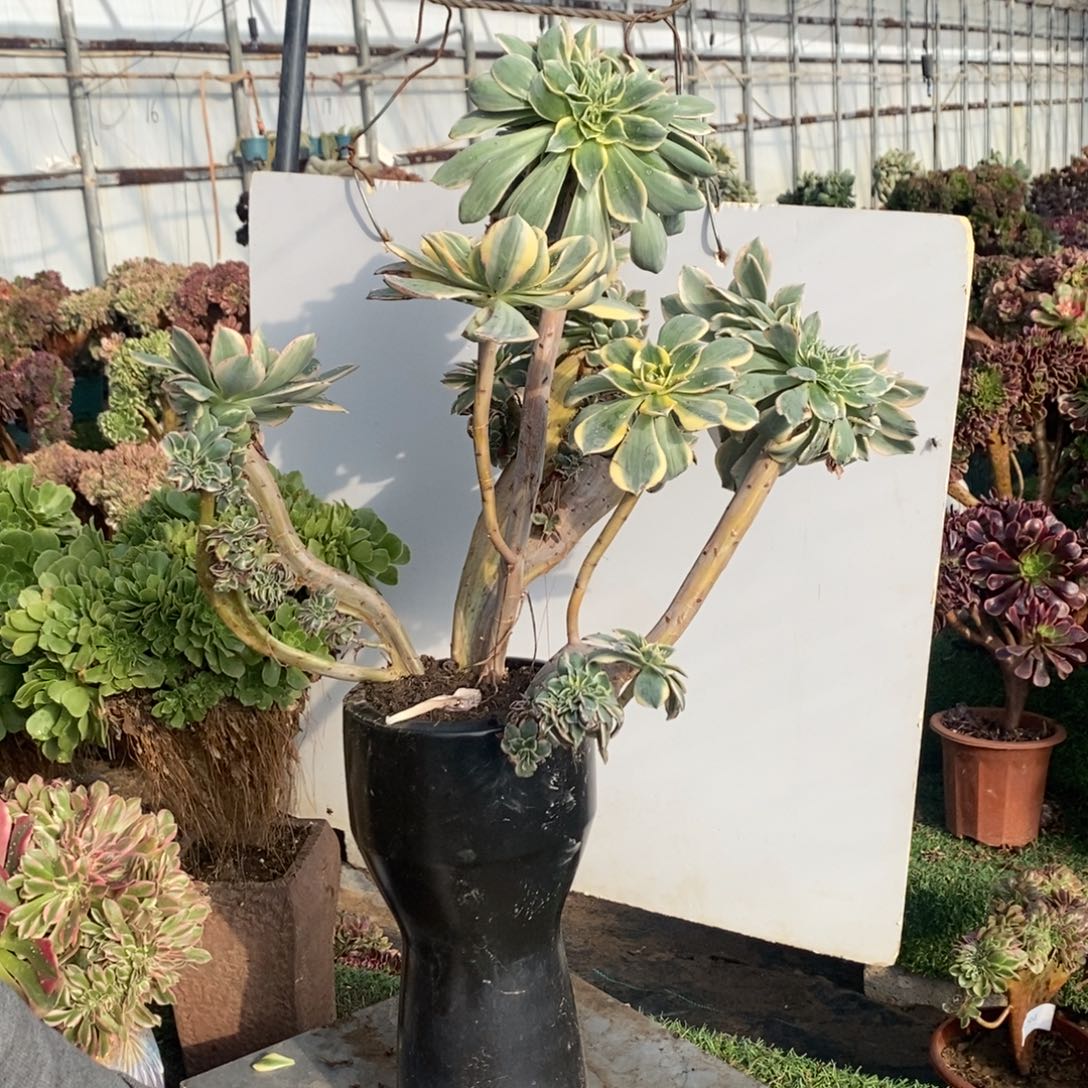 不开花植物1512号灿烂缀化1颗