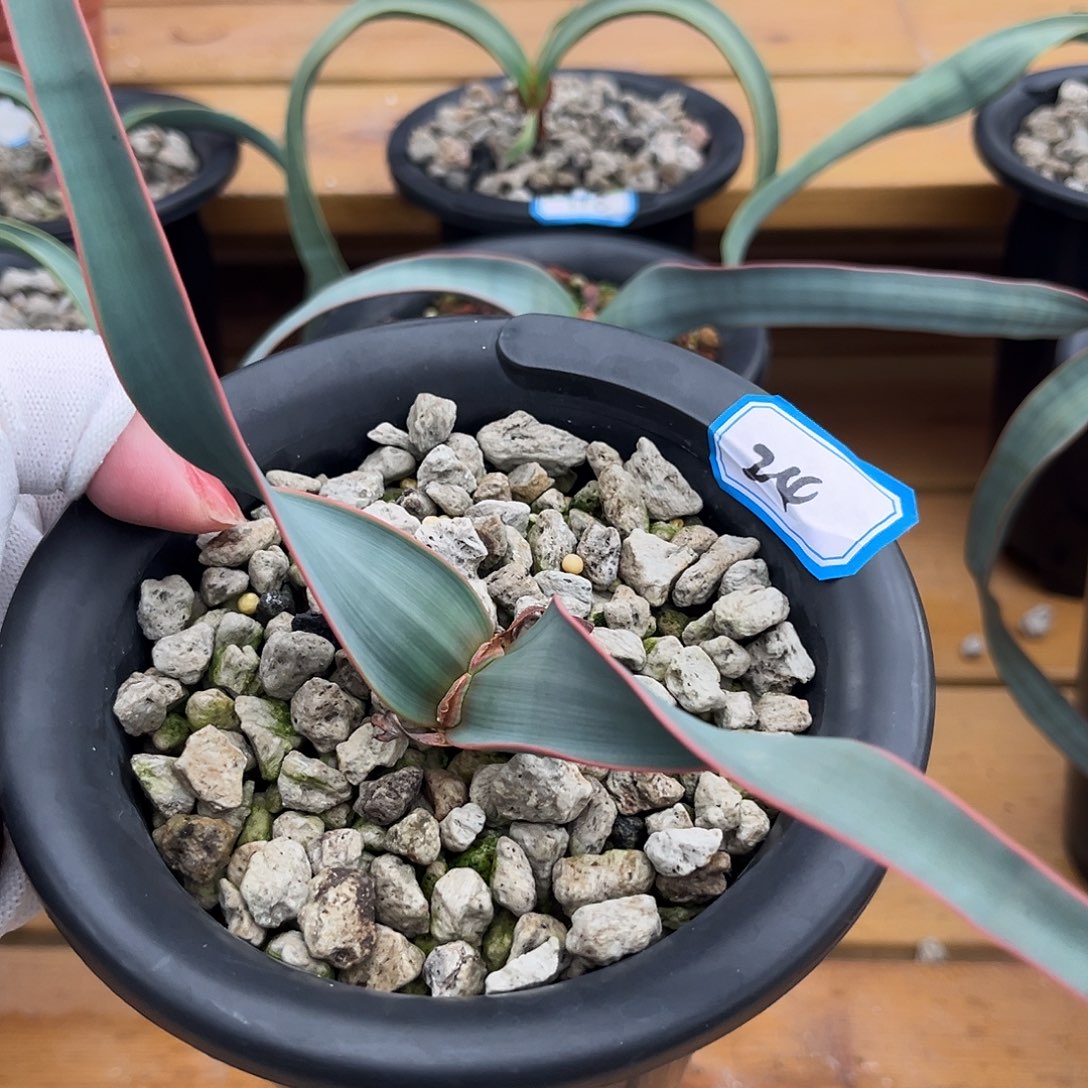 汤圆植物24百岁兰红边卷叶蓝叶