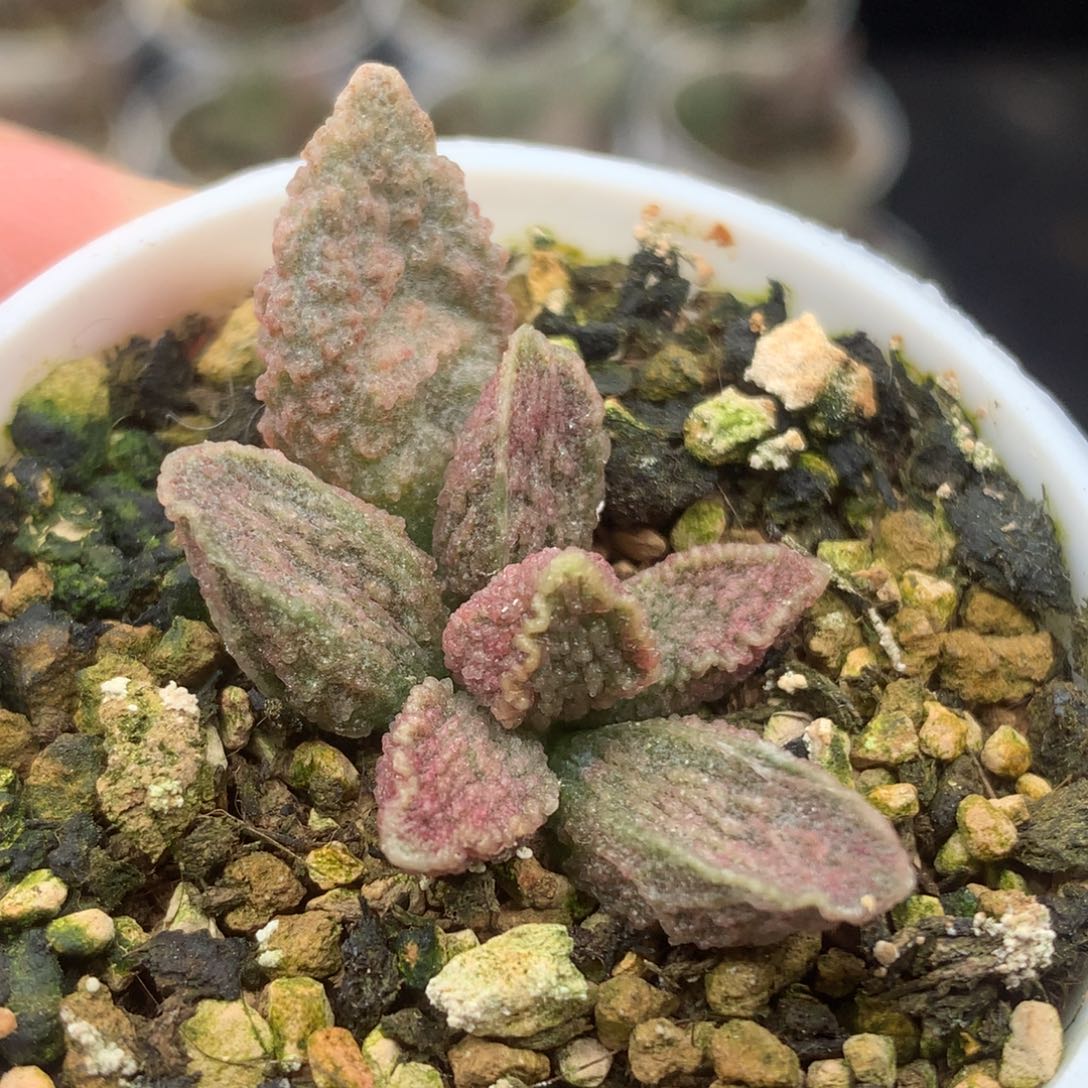 实生水泡 小叶插一物一拍