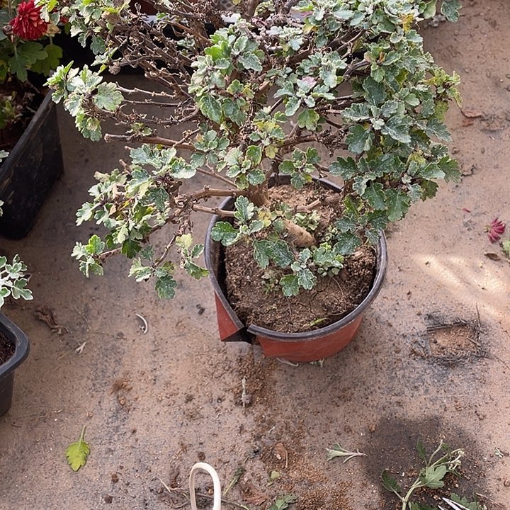 掬***水30菊花菊花菊花家