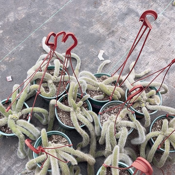 九尾狐四棵包邮包邮