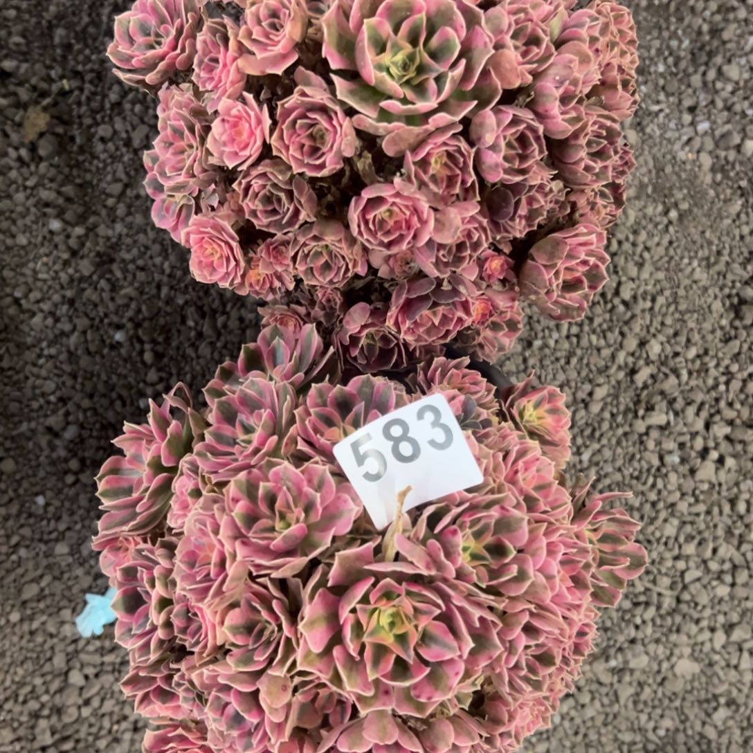 女***氓我是真的很喜欢这个