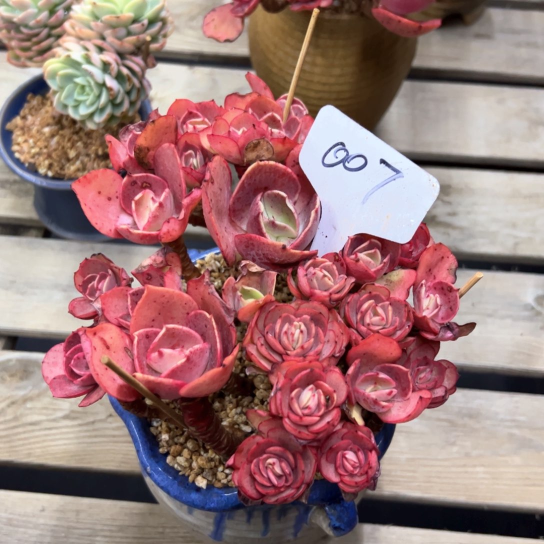 007秀妍28 零零多肉植物