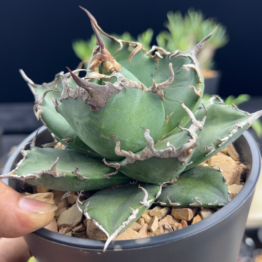 凯撒龙舌兰一物一拍默认脱土发