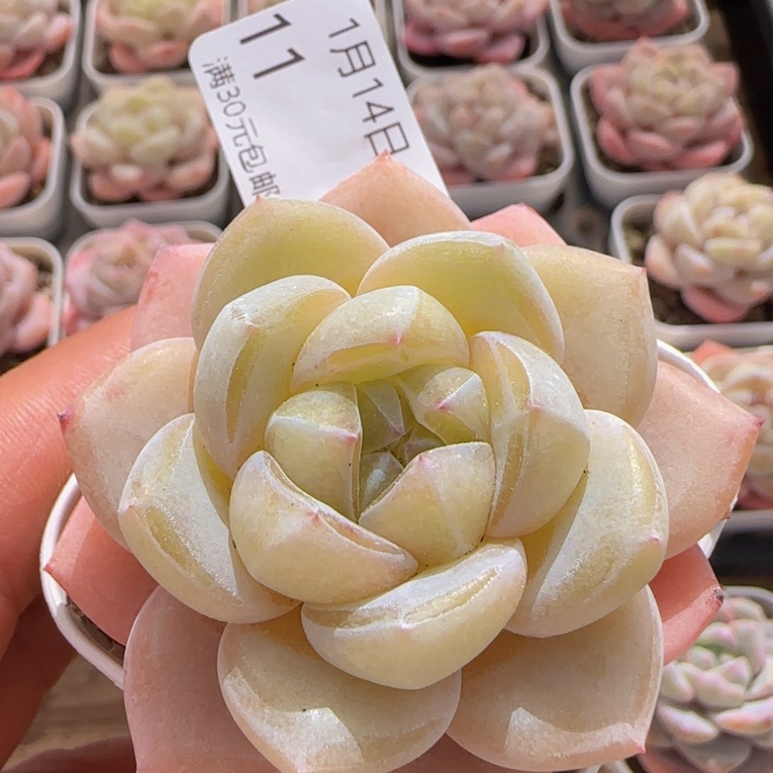 雪瓷单头一颗脱土