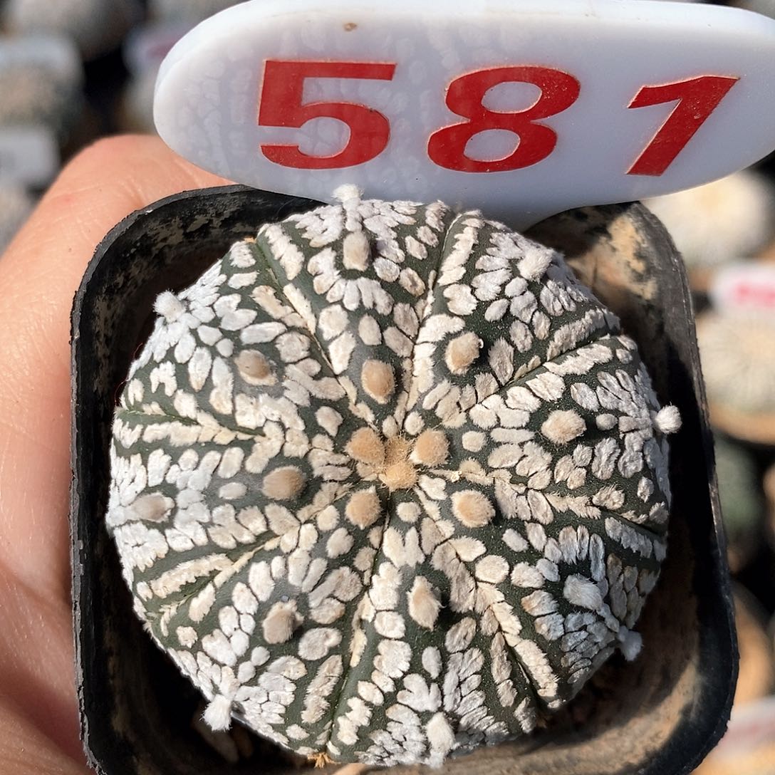 581兜系列福利来啦