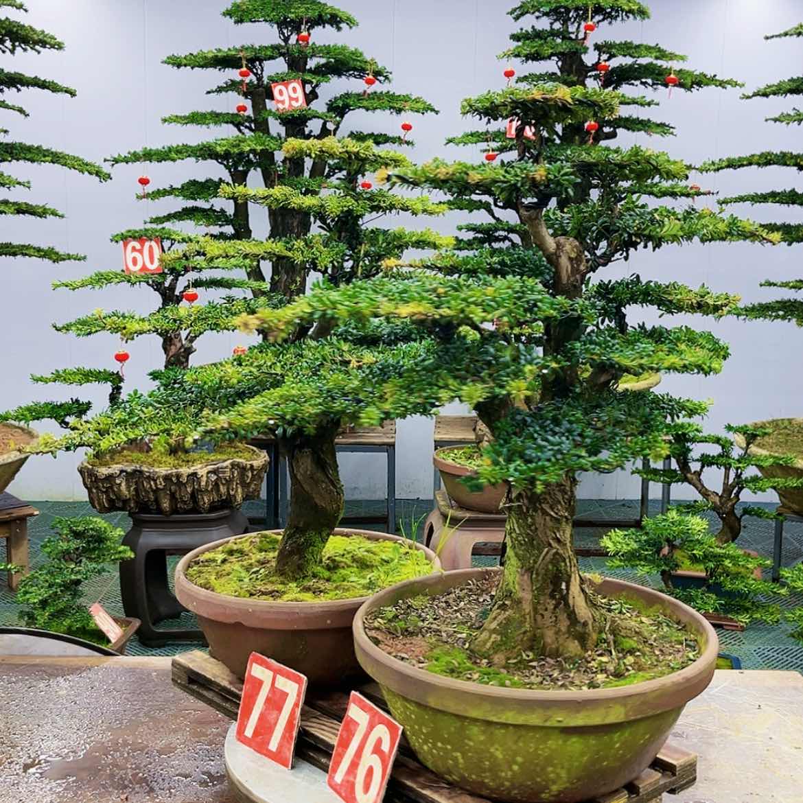 【闪购商品】罗汉松盆景艺术展等大型