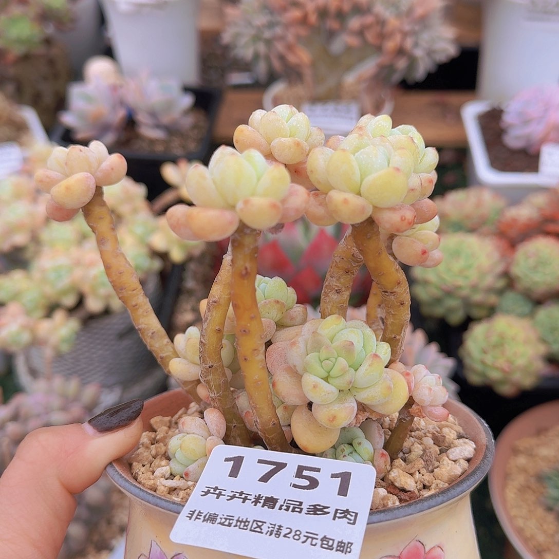 1751一物一拍（满28包邮）