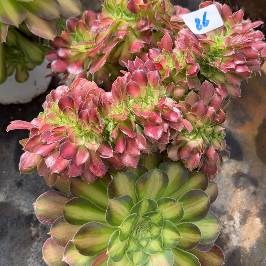 86韶花缀多肉系有瑕疵