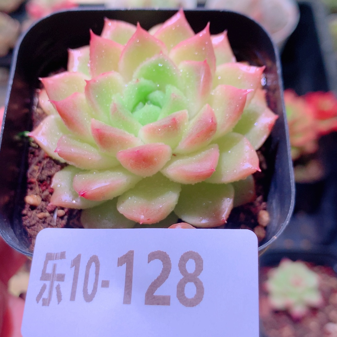 乐然10-128 麦秆单头 