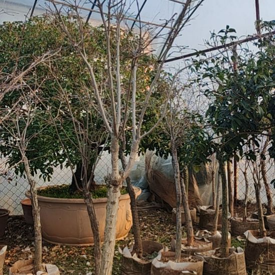 金丝吊蝴蝶也叫摇钱树元宝树