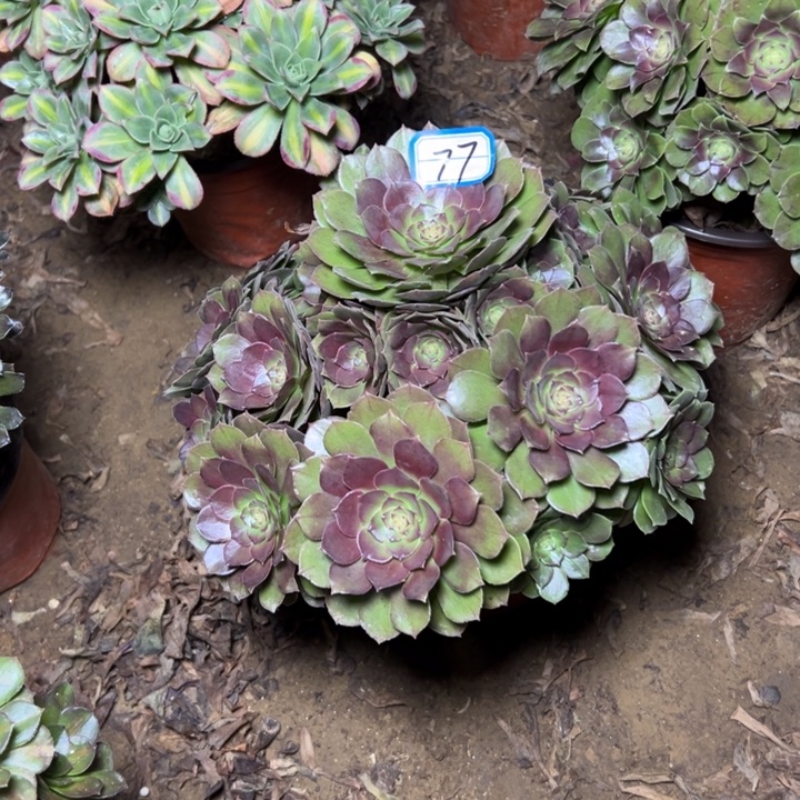 多肉植物沙拉碗77