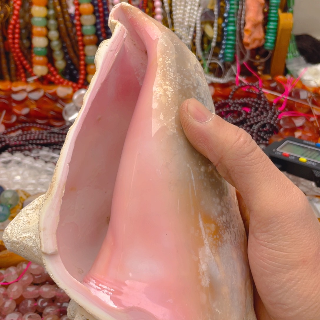 玛瑙/玉髓珠宝半成品未镶嵌女王，贝海螺摆件1个