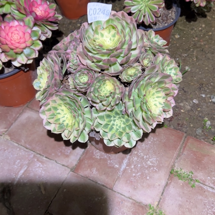 不***呆249玉姿、多肉植物