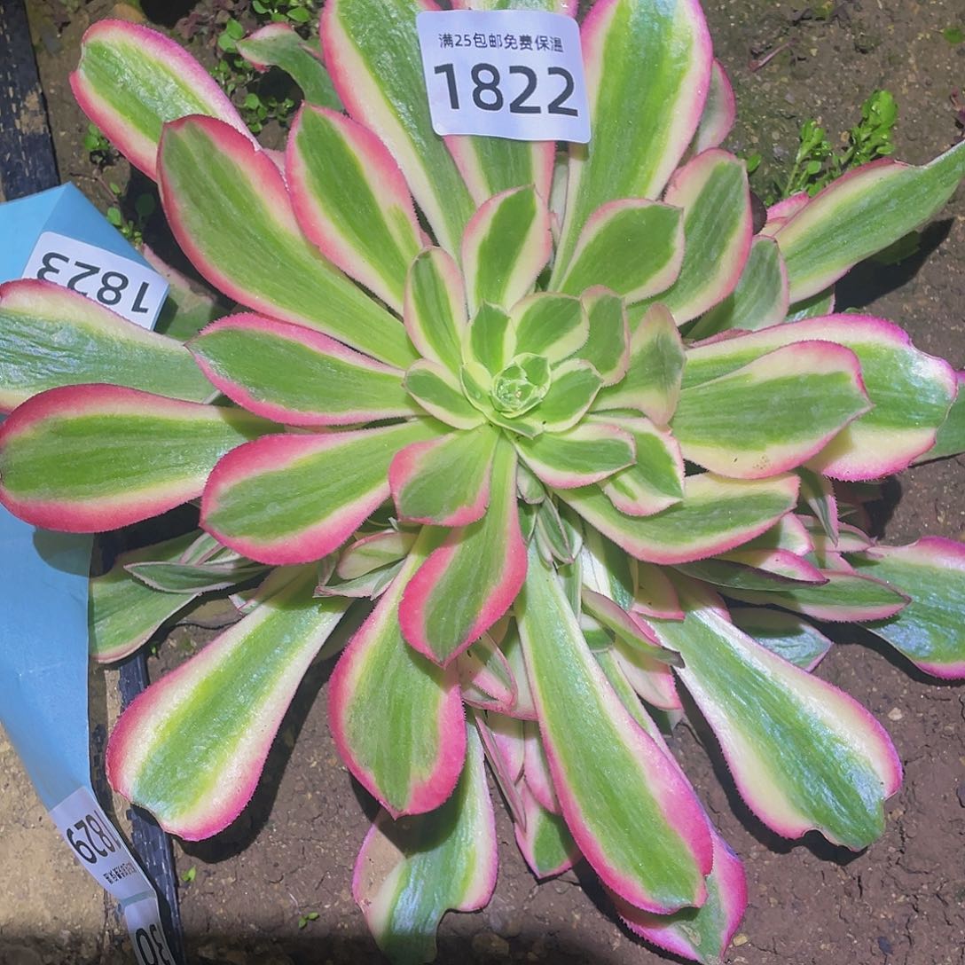 1822男神多肉植物的