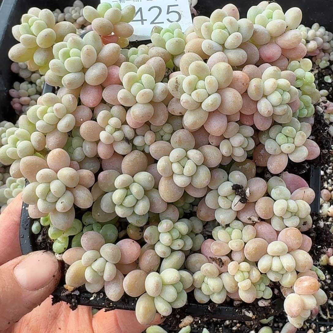 杂交新品珍妮多肉425