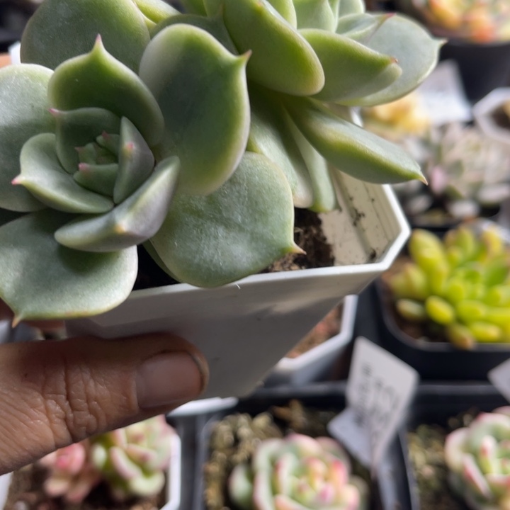 贝加尔湖锦多肉植物680