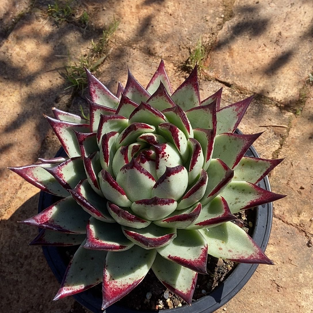 松***、福利特价美乌抓包