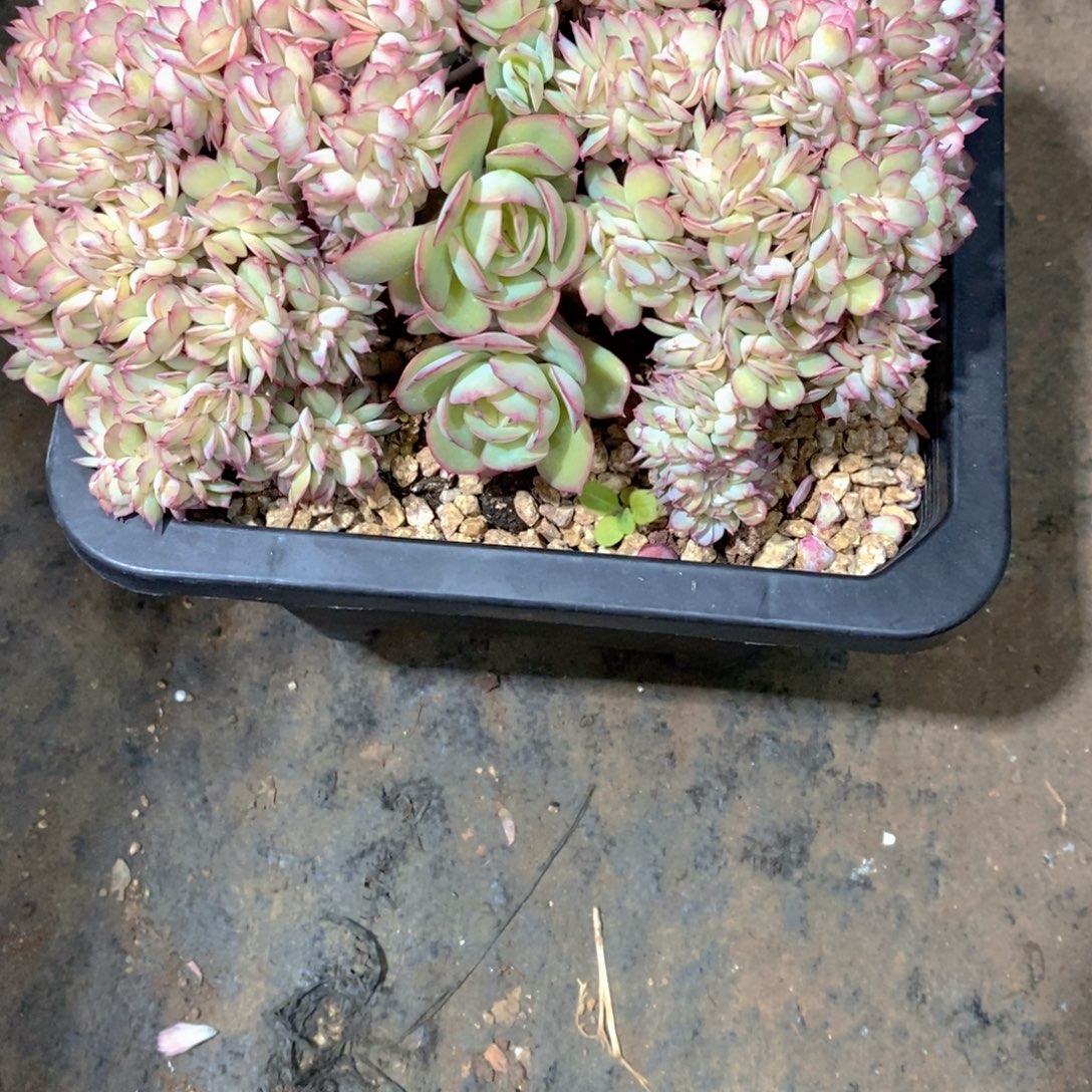 单***丹牡丹亭多肉植物老桩