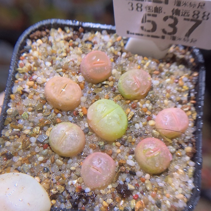 zz精品生石花537蜜桃粉