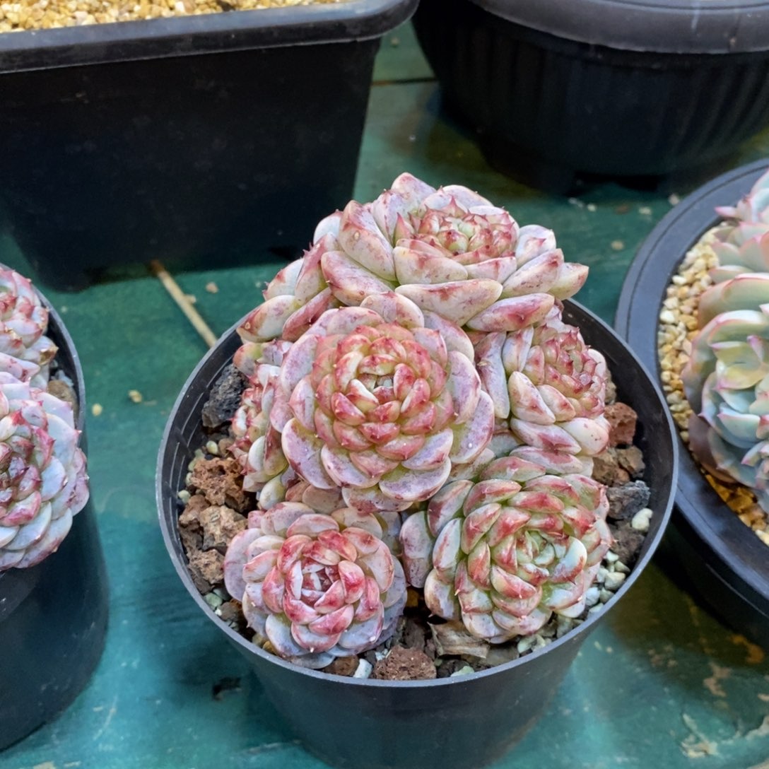 天鹅绒自然群，123456789