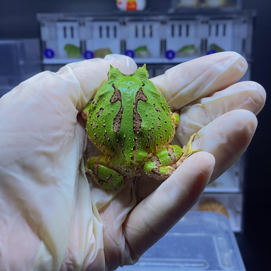 角蛙角蛙闪购专属链接