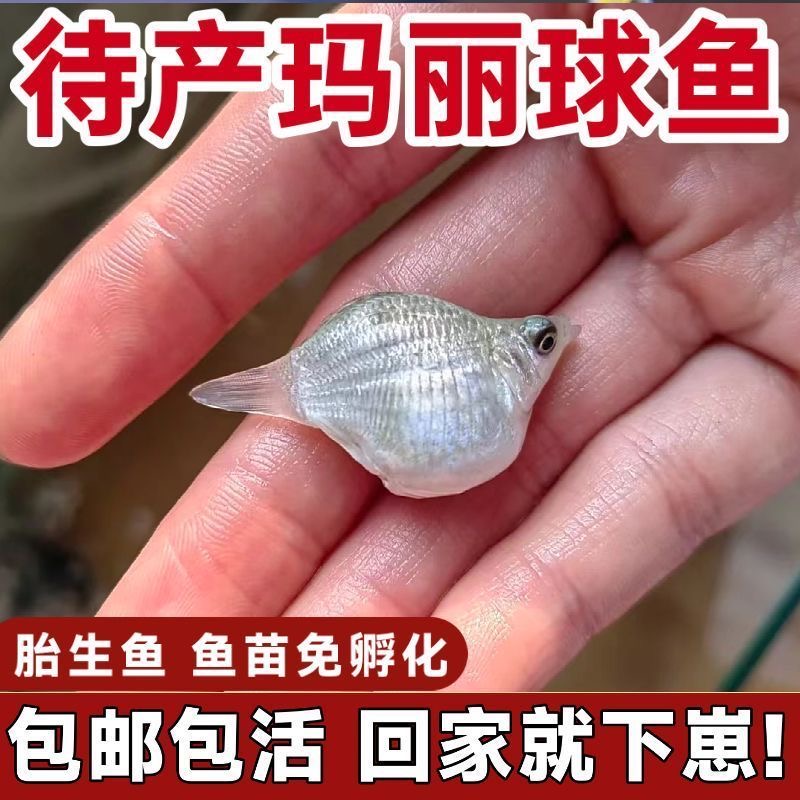 新手养鱼除油膜的玛丽球皮球小型热带观赏胎生红宝石水桶淡水鱼
