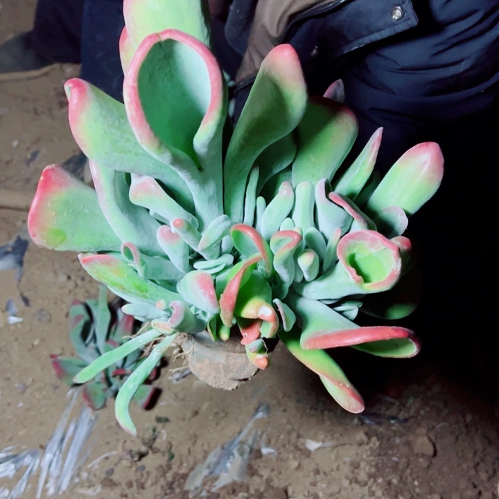 地栽火狐狸小号昆明发货