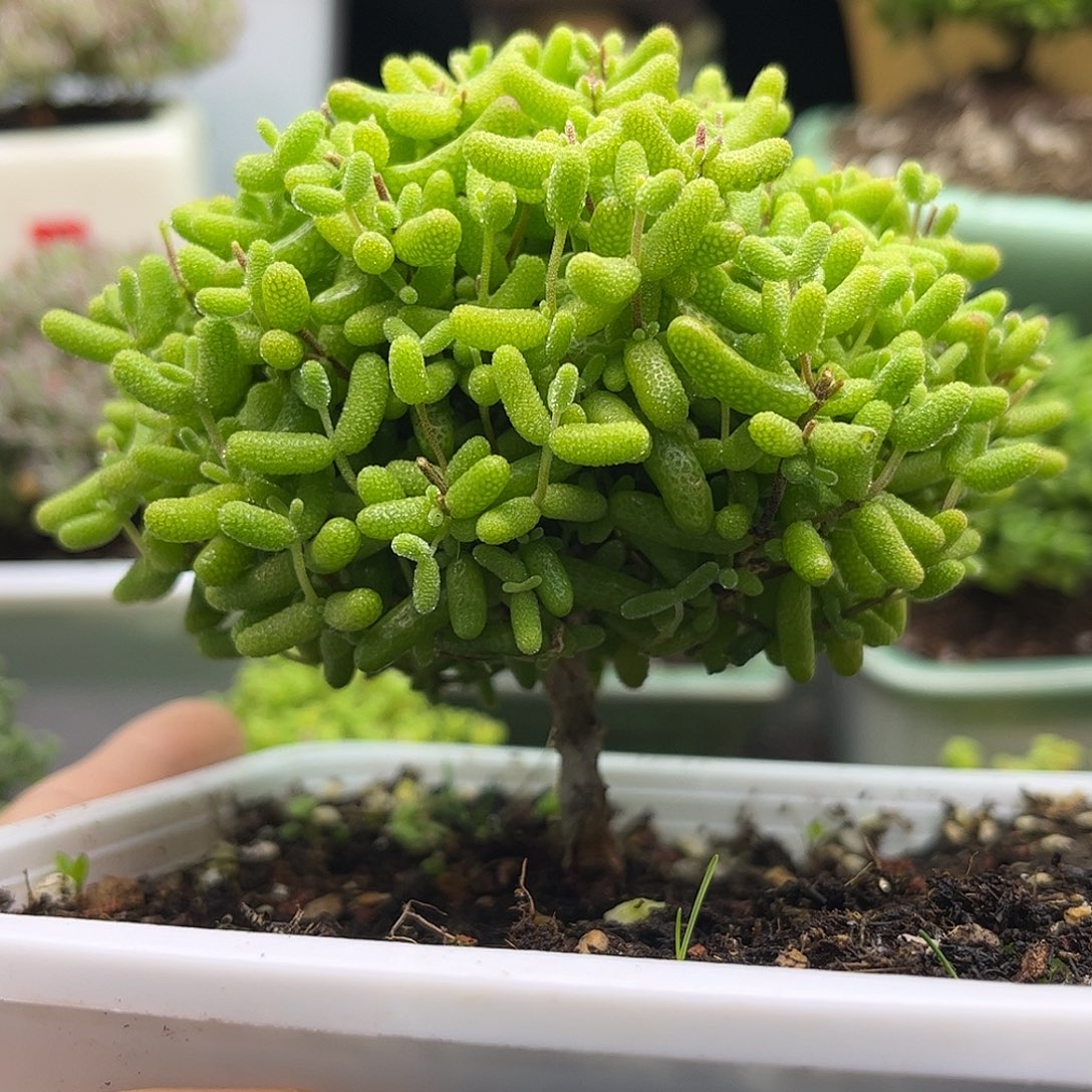 25金桔优选枝干番杏