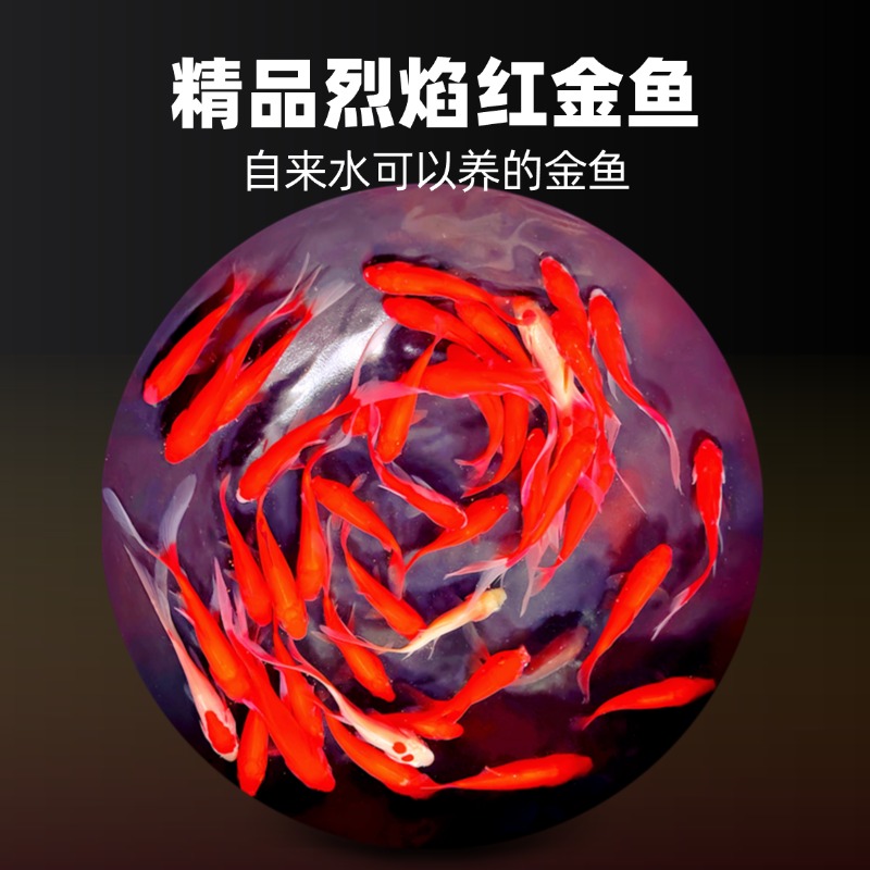 福利 35 条红草金鱼冷水观赏鱼好养耐活不怕冷包邮