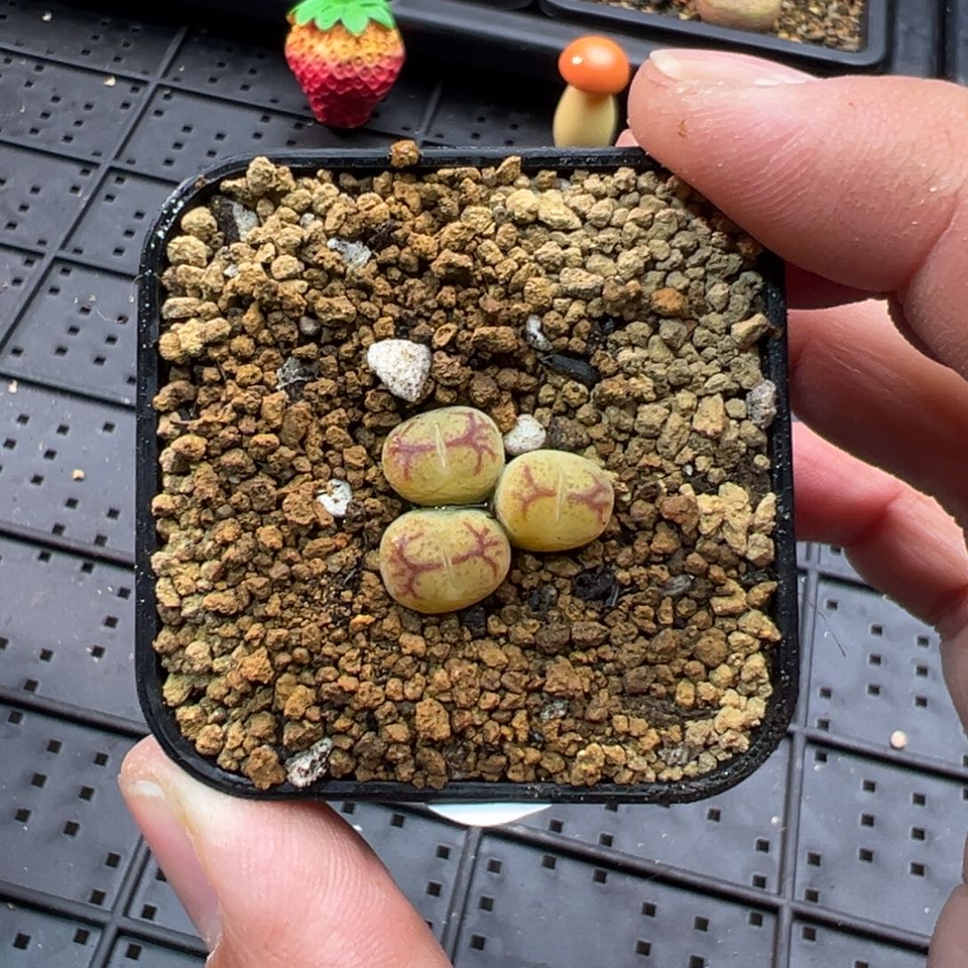 180三头墨杂一棵特     