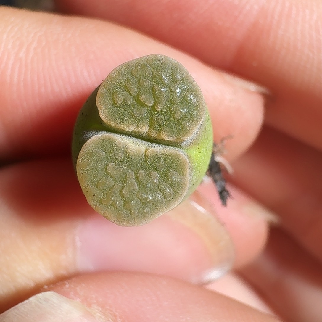 无花朵多肉植物107雪花磁铁