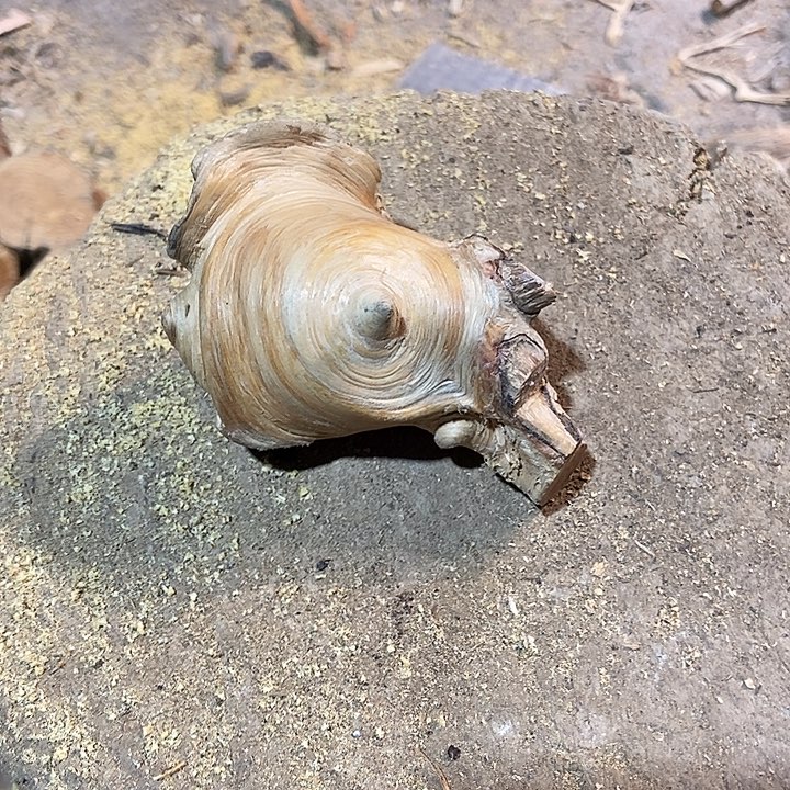 何***）柏木太行山区柏木木木