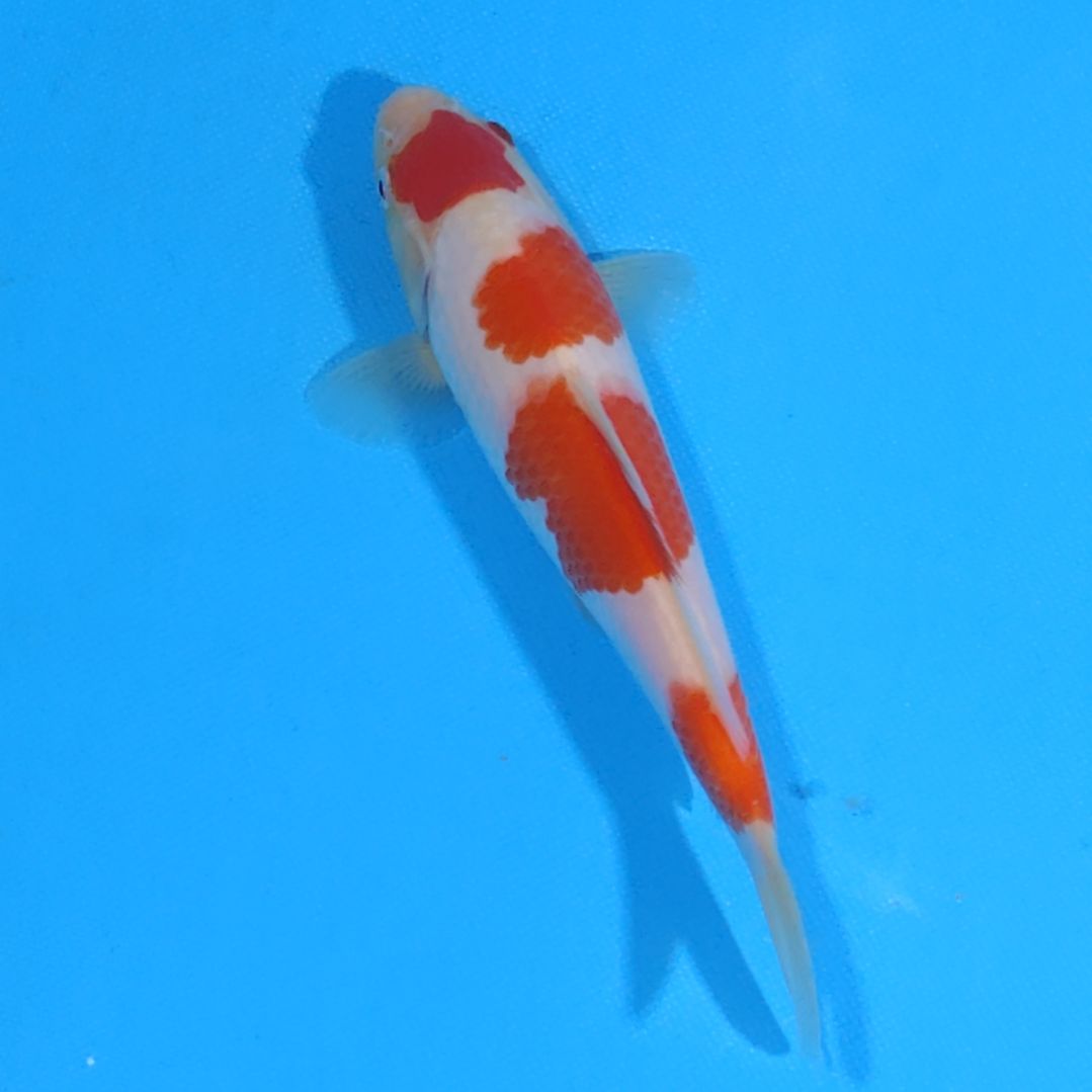 锦鲤21公分代26国产赛手术过