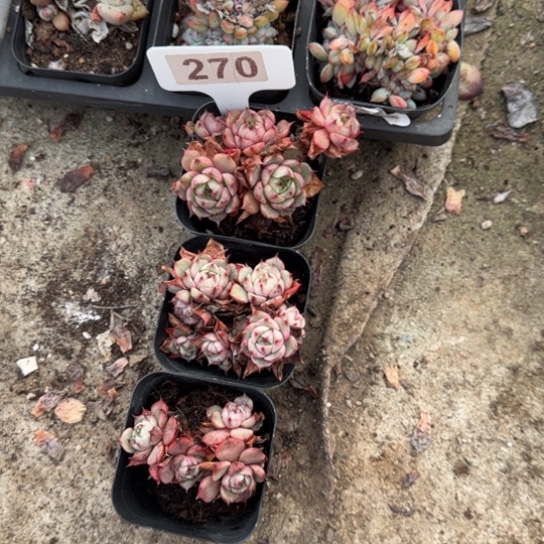 270笨吧三颗多肉植物多