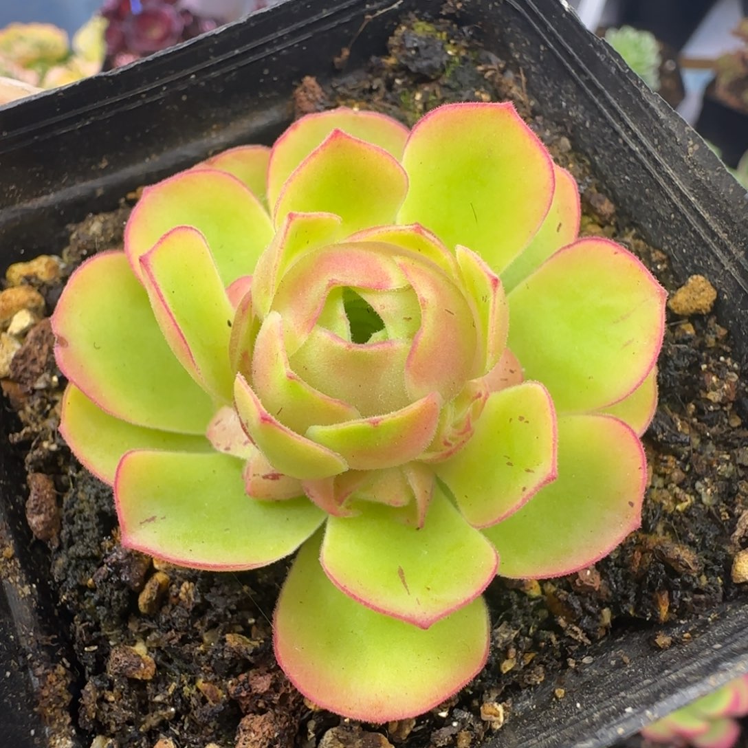 L90半城玫瑰离月