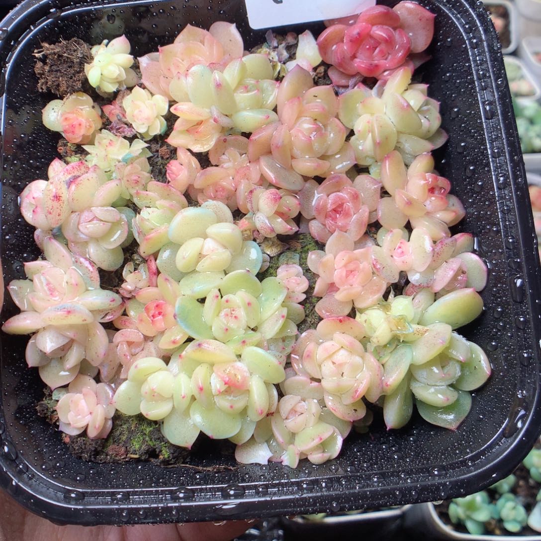 无花朵Q55 yyyyyyyy