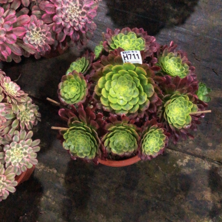 ?*风嘉年华多肉7110000000000000