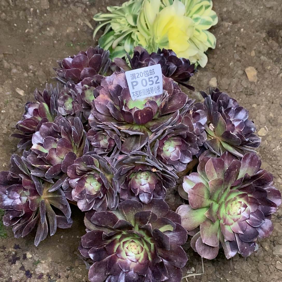 052黑魔花脸黑寡妇多肉