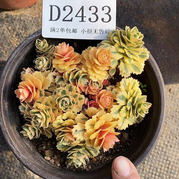 2433亚特兰蒂斯多肉