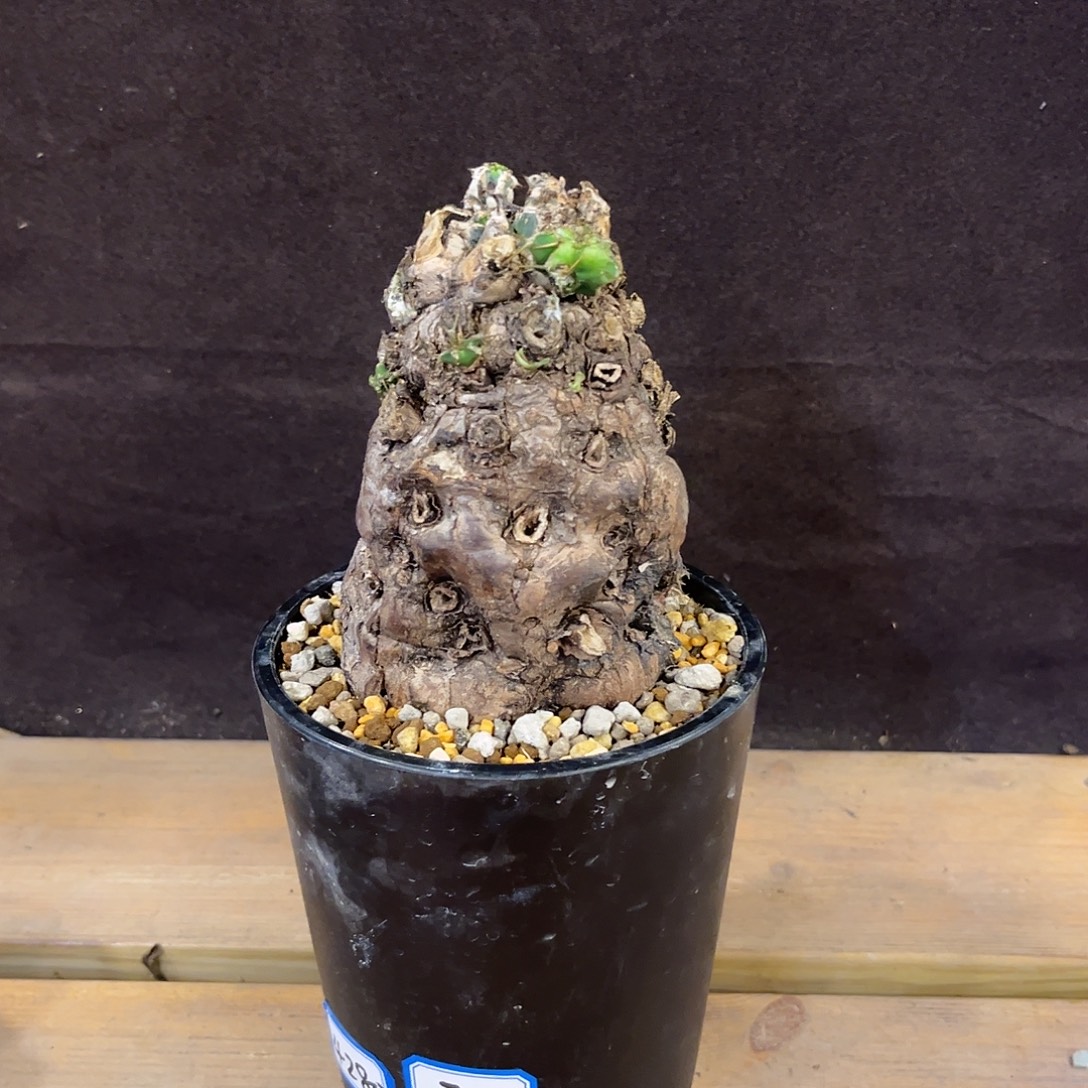 汤圆植物火山大戟3