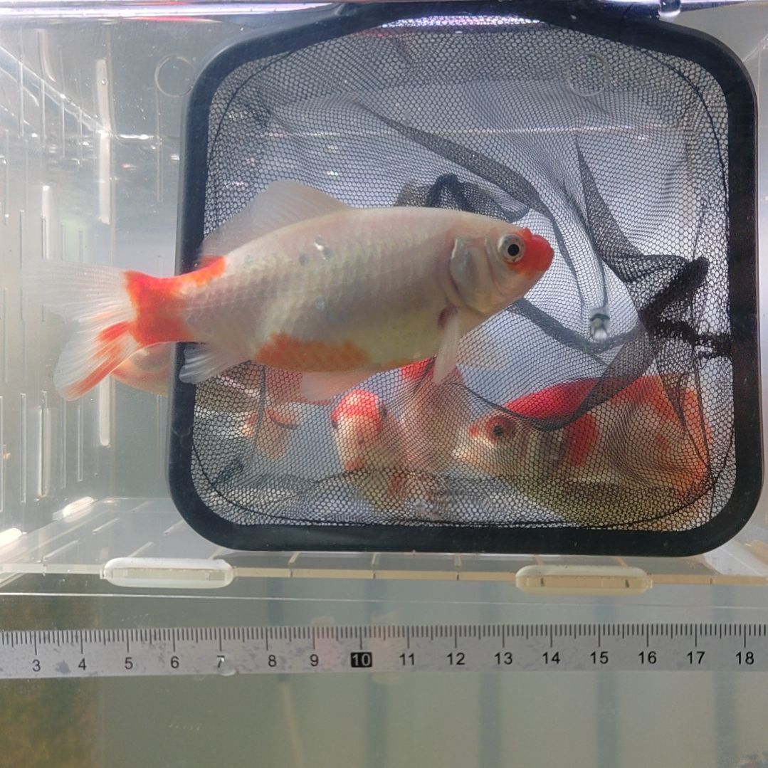 龙睛金鱼短尾草金冷水鱼