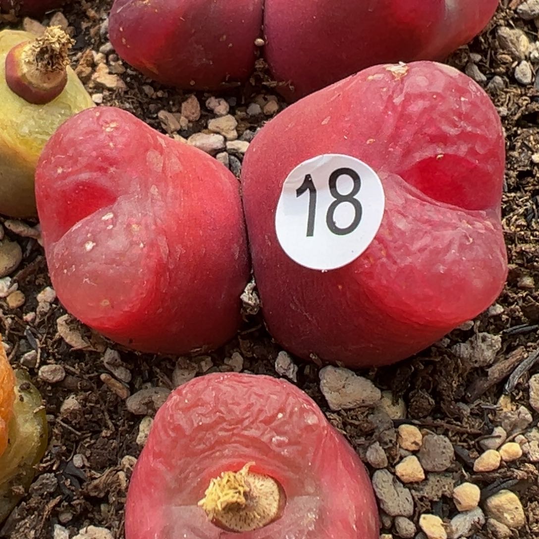 多肉植物111111111111