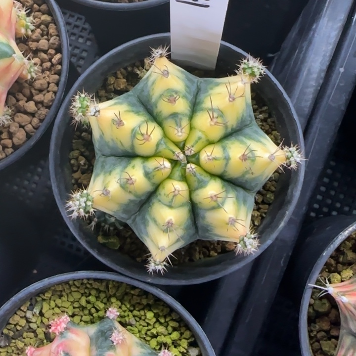 41-0210侧芽脱土发多肉