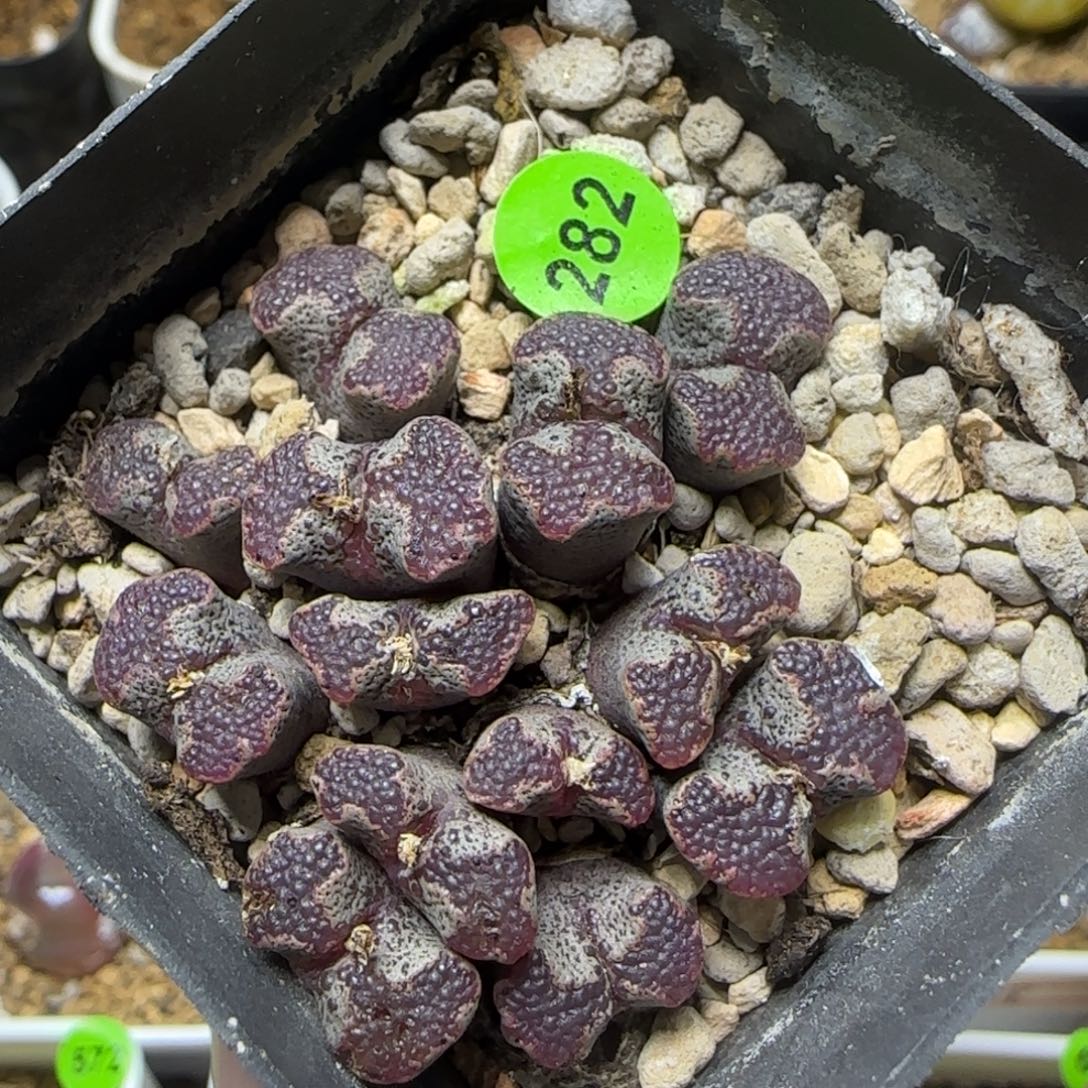 鱼子酱大窗超碟群282