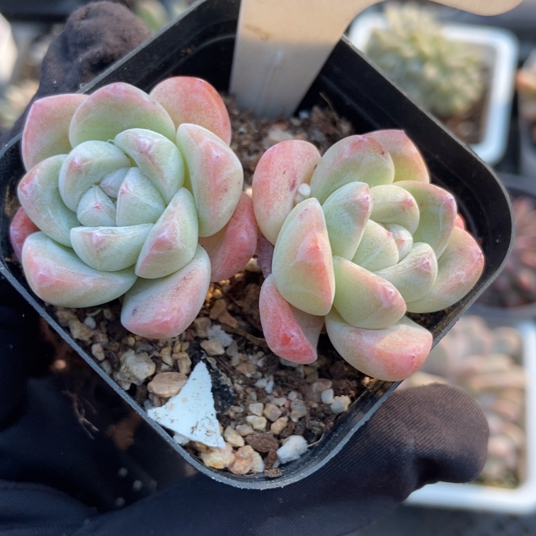 874冰玉多肉植物多肉