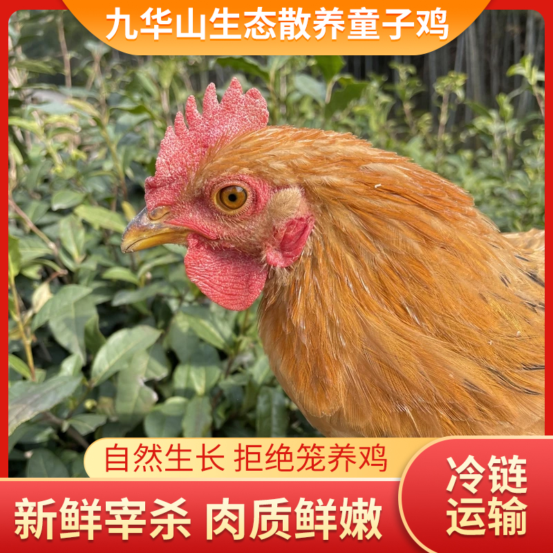  安徽皖南九华山生态散养土鸡童子鸡3只红烧清蒸肉质细嫩营养丰富