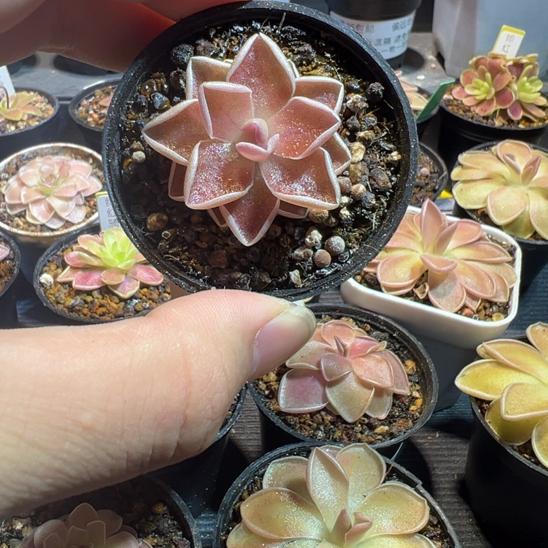 i***捕虫堇脱土发伊爱兰2675