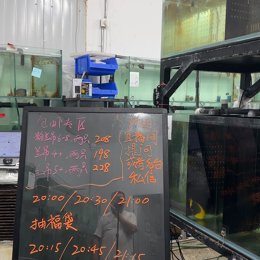 海水鱼粉蓝两只6+